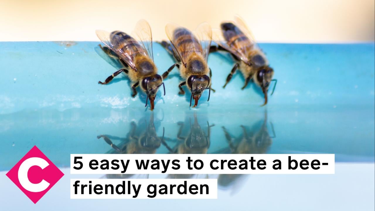 5 easy ways to create a bee-friendly garden - Chatelaine