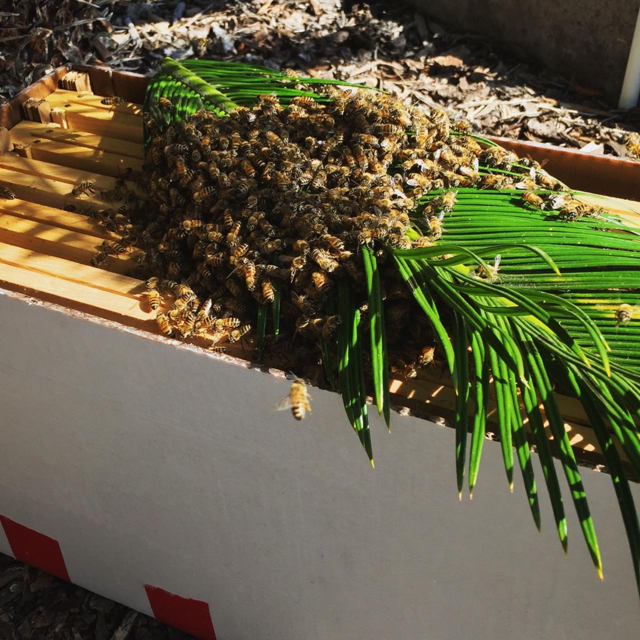 HOW TO CATCH A SWARM OF BEES | Bee swarm, Bee keeping, I love bees