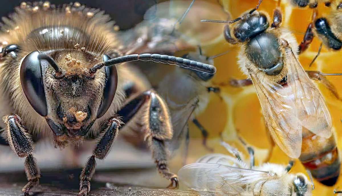 What Does a Queen Bee Look Like? | PetMojo What Does a Queen Bee Look Like? | PetMojo