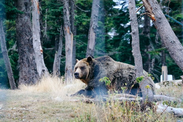 How to Protect Yourself from Bears in the Wild: Tips and Myths | Bear ...