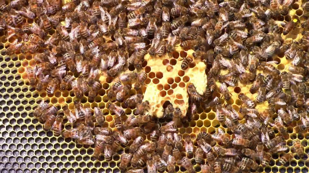 Anas Nasir on LinkedIn: #morphologymonday #morphologymonday #onlycells ...