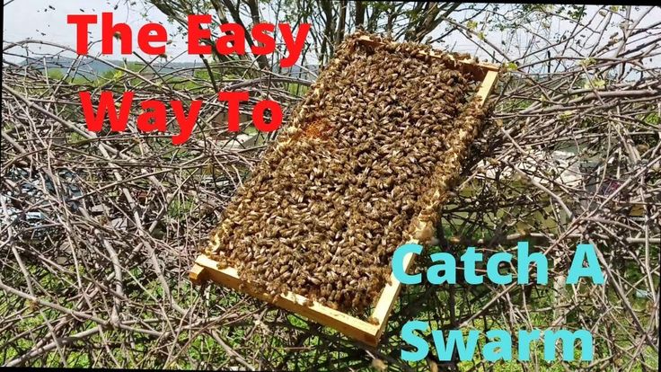 How to Catch a Swarm of Bees- Carolina Honeybees