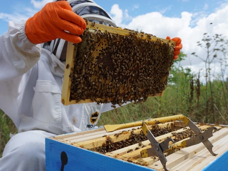 How to Mark a Queen Bee in 4 Simple Steps - Beekeeping 101