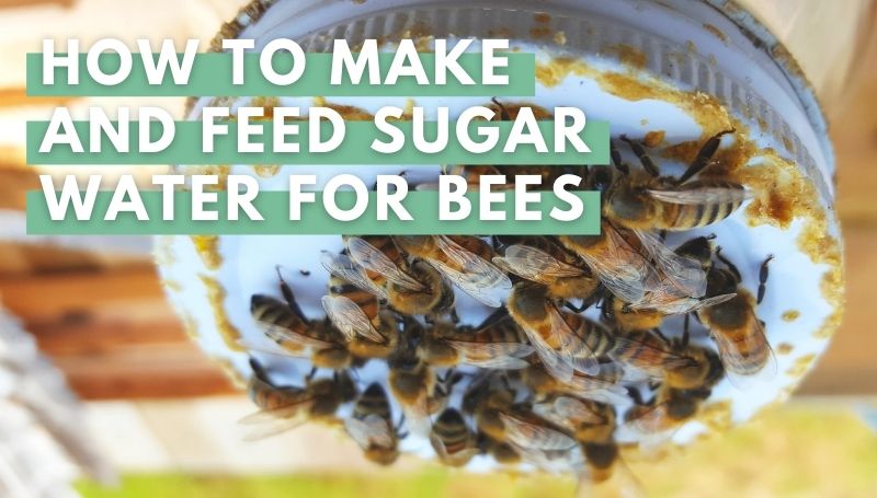 How to Make Sugar Water for Bees: A Complete Guide – Beesstyle
