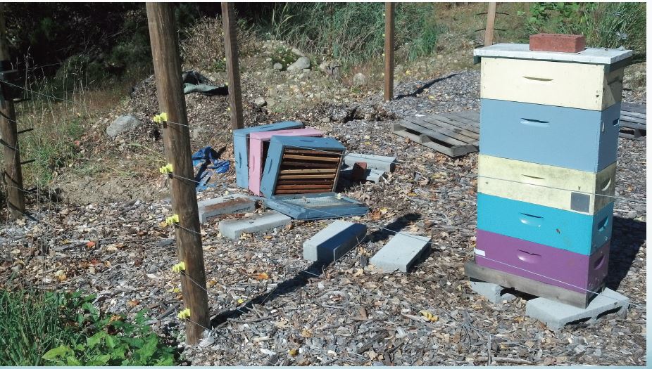 How to Protect Honeybees from Bears - BeeKeepClub