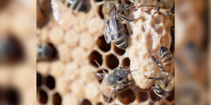 Supersedure cells – Fat Daddy’s Apiary