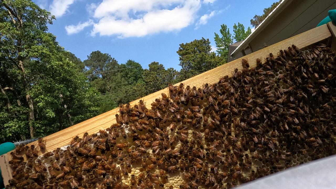 How To Become A Beekeeper; What You'll Need - Jett's Kitchen How To Become A Beekeeper; What You'll Need - Jett's Kitchen