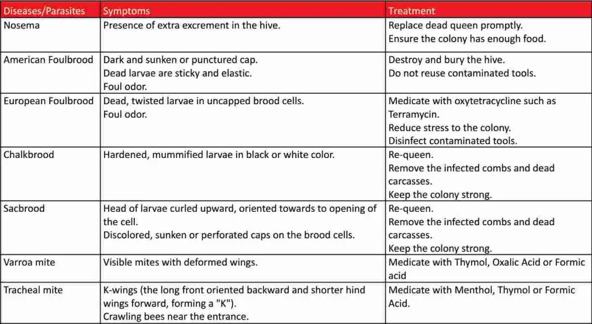 How to treat bee diseases
