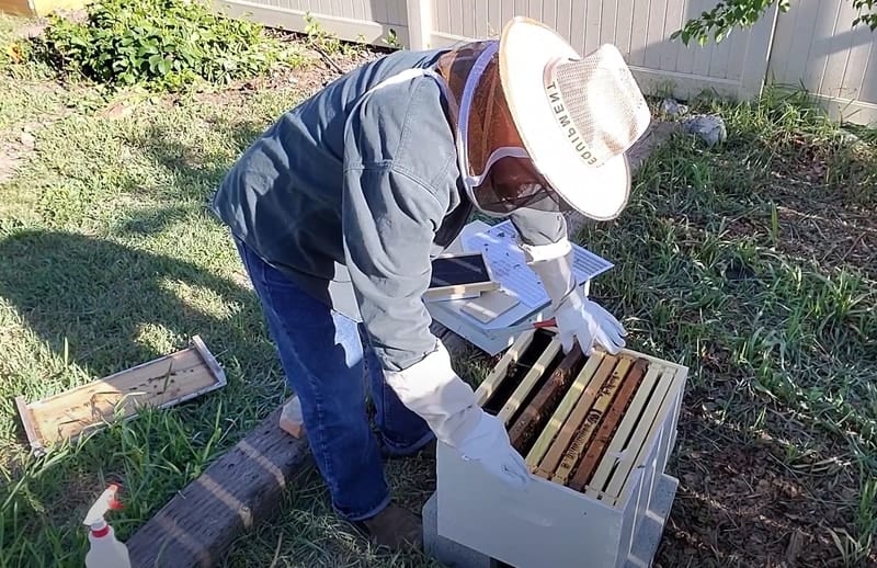 How to raise organic honey bees