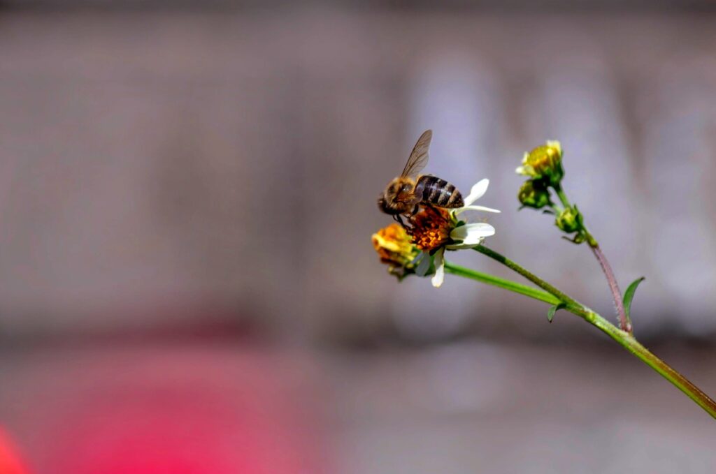 Expert Tips for Catching a Swarm of Bees: How to Safely and ...