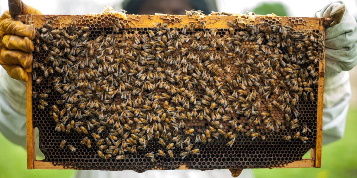 How To Raise Bees How To Raise Bees