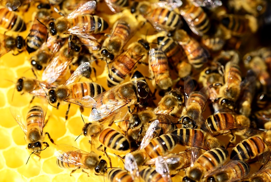 How to Raise Honey Bees: A Beginner's Guide to Beekeeping | Farmvina How to Raise Honey Bees: A Beginner's Guide to Beekeeping | Farmvina