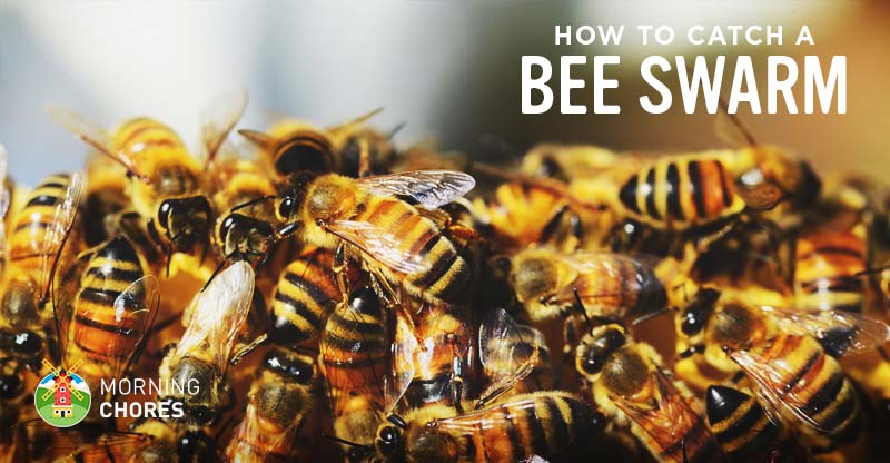 How to Catch a Swarm of Bees Safely (and Get Bees for Free)