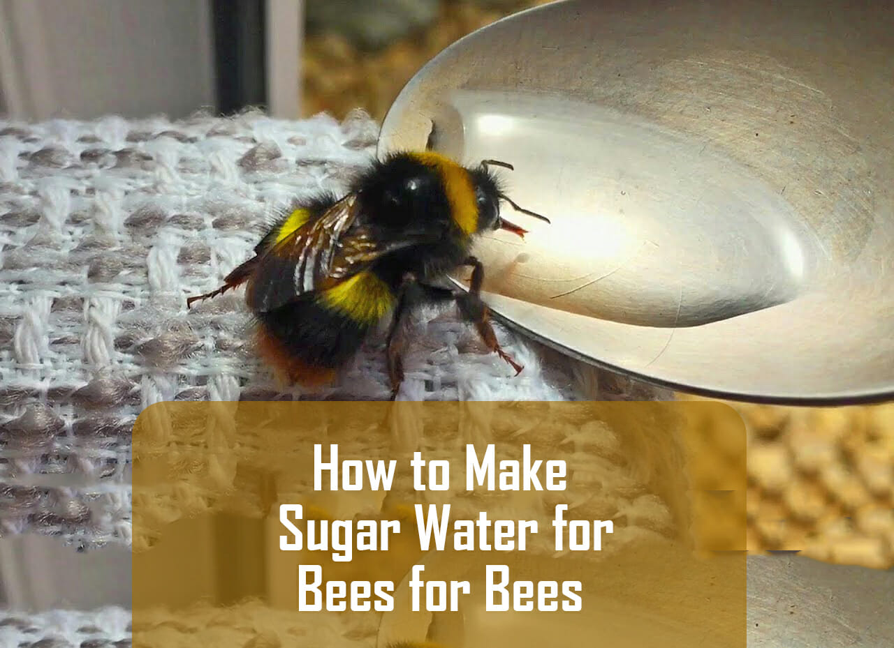 Beekeepers often feed new colonies of bees. How to make sugar water for ...