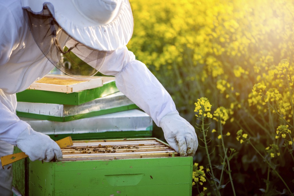 Bee Colony stock image. Image of foodhoney, jelly, nature - 72569145 Bee Colony stock image. Image of foodhoney, jelly, nature - 72569145