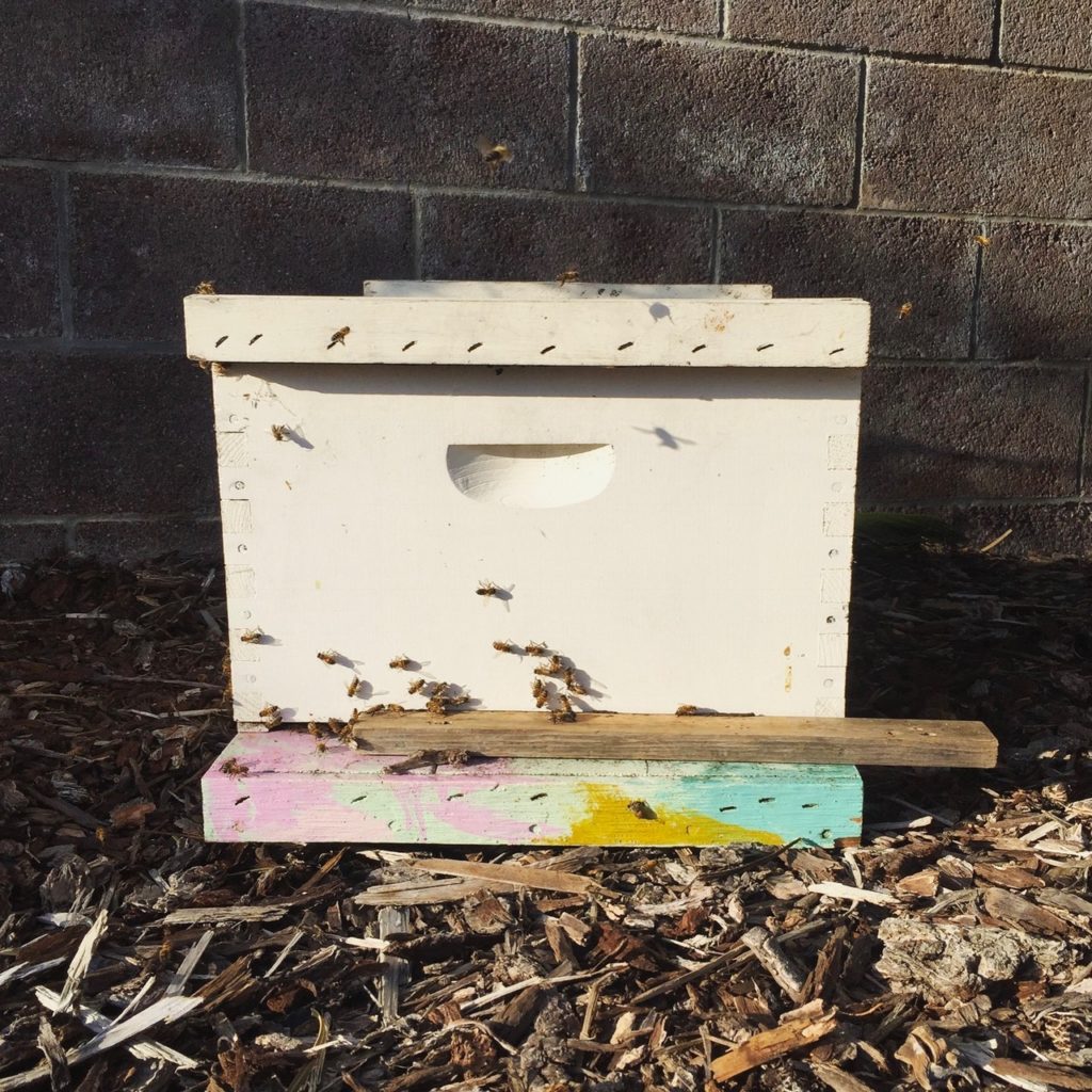 Relocate a Beehive Safely with Our Expert Guide - Beekeeper Corner Relocate a Beehive Safely with Our Expert Guide - Beekeeper Corner