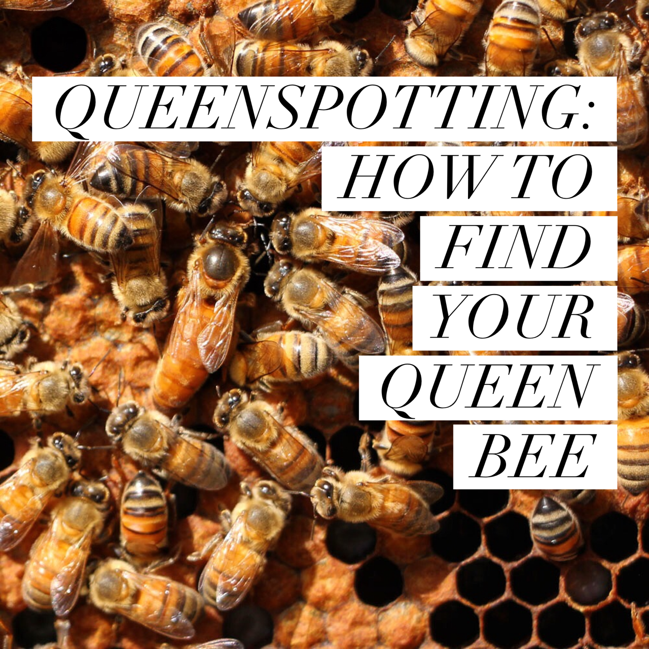 Beekeeping Like A Girl QUEENSPOTTING: HOW TO FIND YOUR QUEEN BEE Beekeeping Like A Girl QUEENSPOTTING: HOW TO FIND YOUR QUEEN BEE