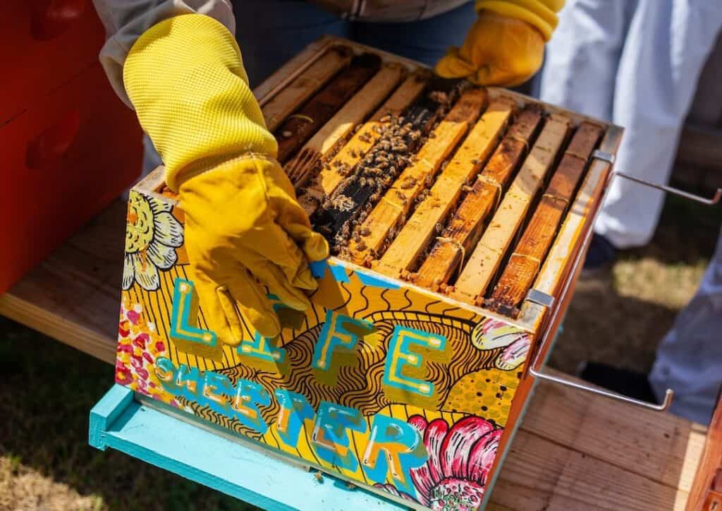 5 Steps to Move a Beehive (Without Killing the Bees!) - Beekeeping 101 5 Steps to Move a Beehive (Without Killing the Bees!) - Beekeeping 101