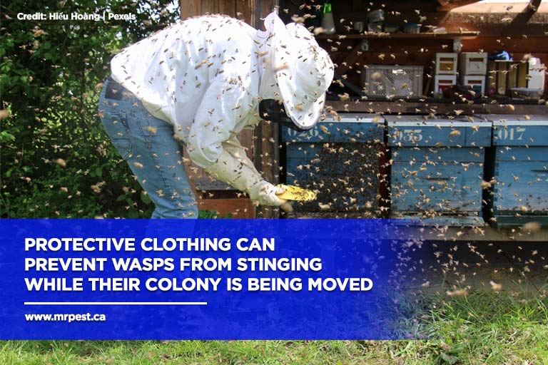 Wasps: Friend or Foe? - Mr Pest Control