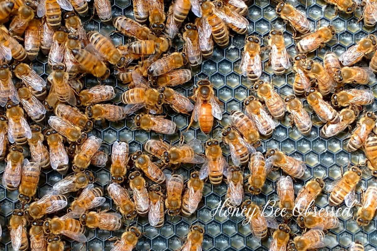 How to Find the Queen Bee in Your Hive - Honey Bee Obsessed How to Find the Queen Bee in Your Hive - Honey Bee Obsessed