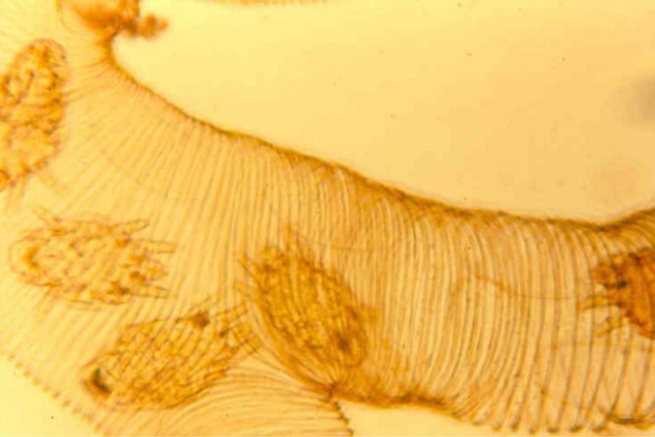 An Introduction to Tracheal Mites: Essential Beekeeping Guide - Honey ...