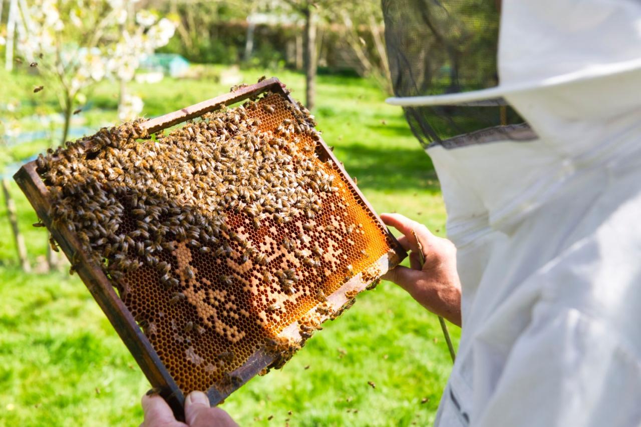 Treating Tracheal Mites in Honey Bees - BeeKeepClub