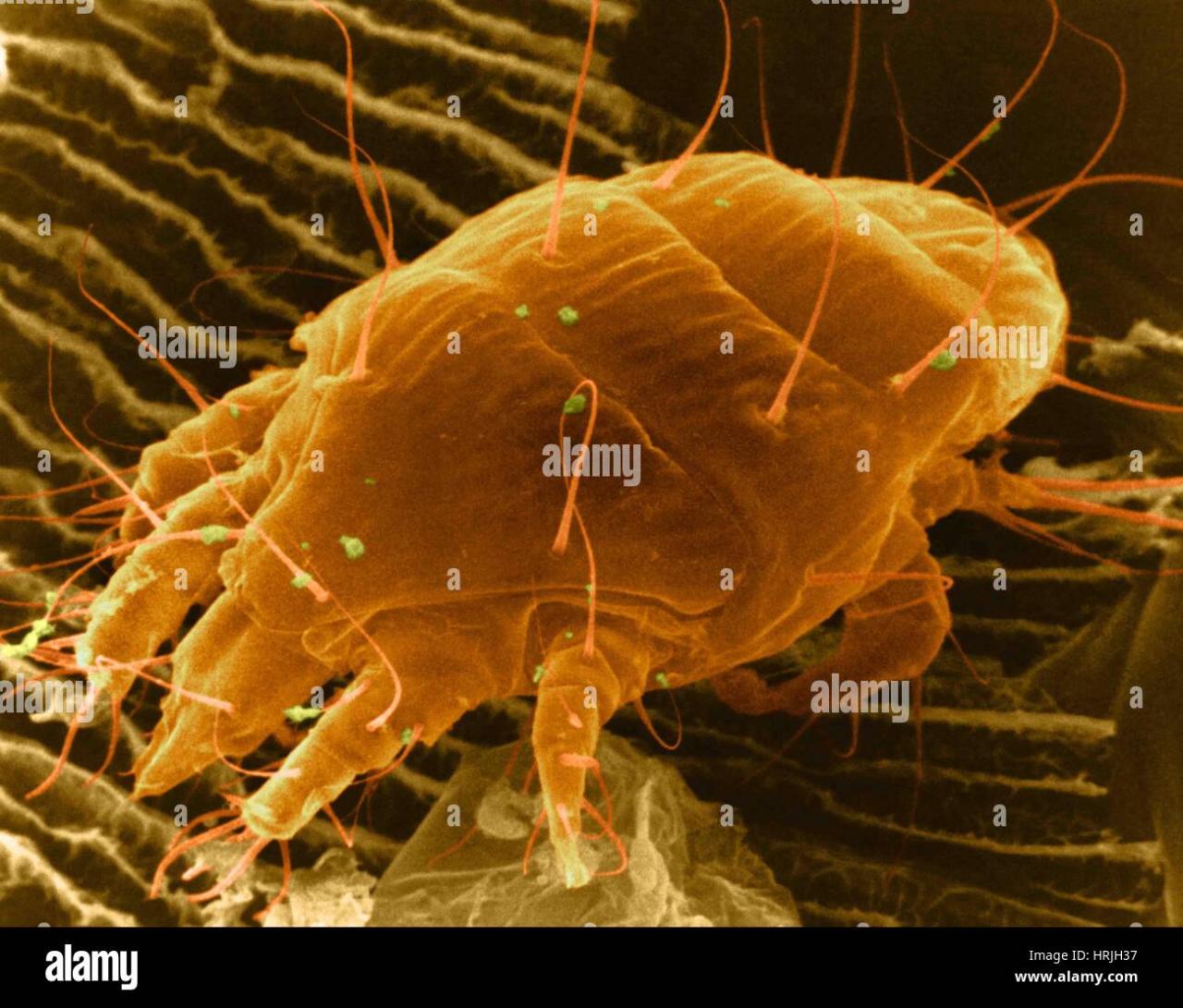 Honeybee tracheal mite hi-res stock photography and images - Alamy