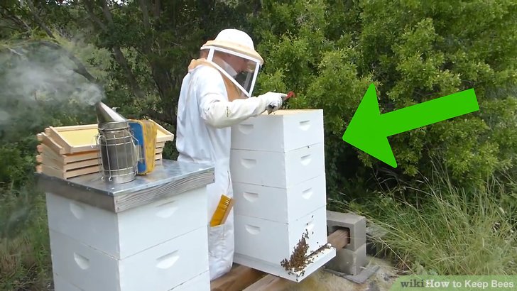 How to get rid of bees safely keep them away for good – Artofit