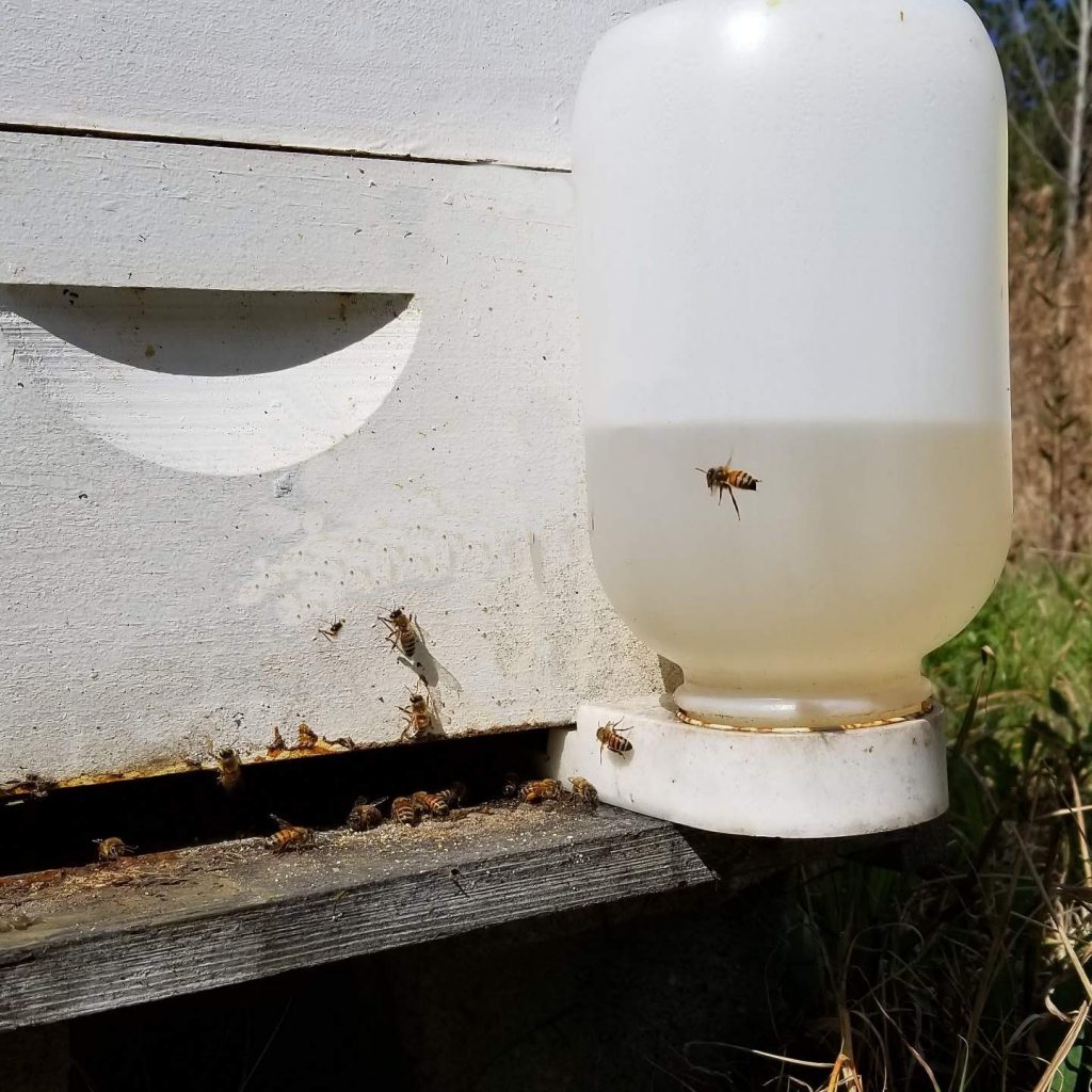 Feeding Bees Sugar Water-A Complete Guide - Carolina Honeybees | Sugar ...
