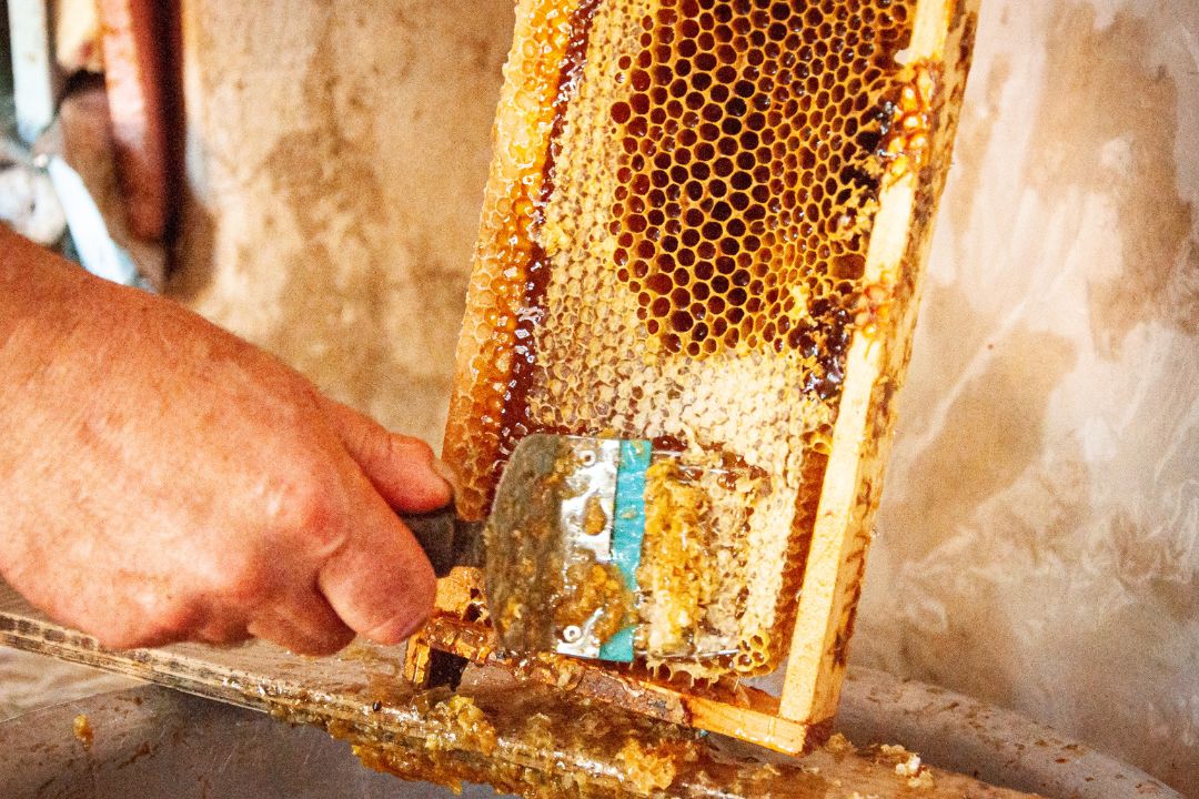 Diagnosis and Treatment of Honeybee Diseases | Forester Farms and Apiary