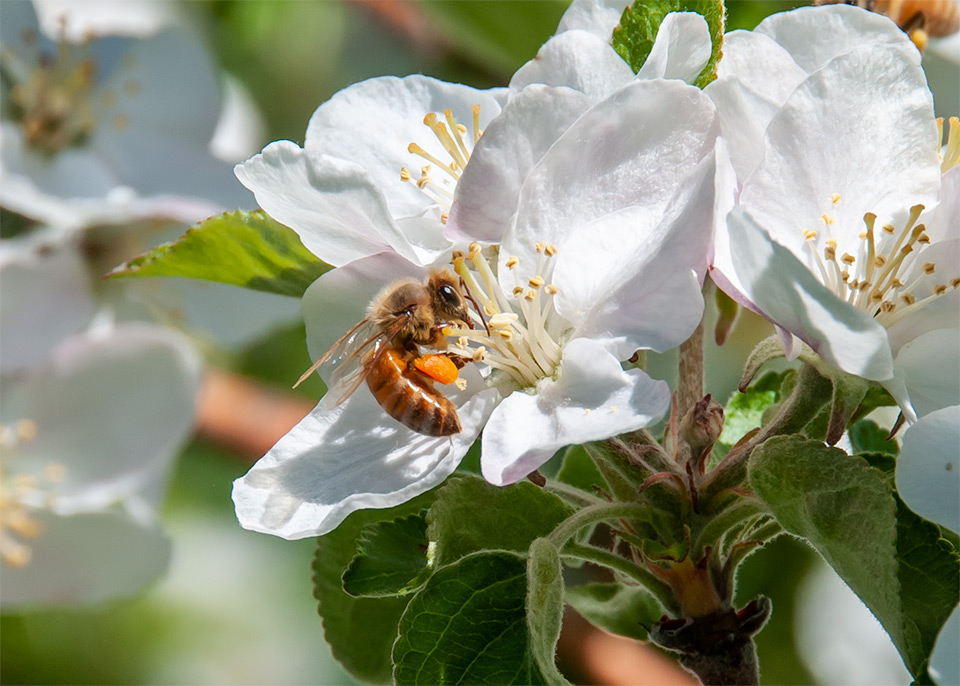 Beekeeping Workshop - The Learning Council - Via Zoom