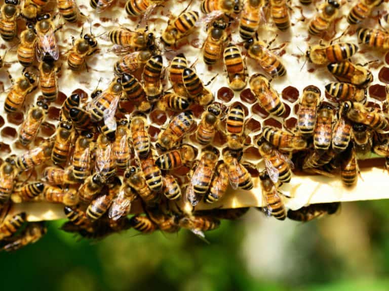 How to Raise Honey Bees in Town: Backyard Beekeeping - Molly Green How to Raise Honey Bees in Town: Backyard Beekeeping - Molly Green