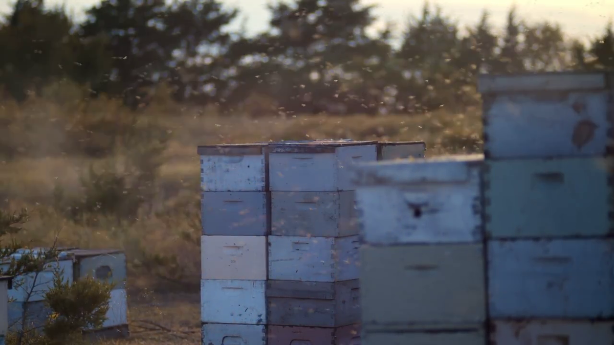 How to play Hive Openings - Advanced Ideas - QuadExcel.com How to play Hive Openings - Advanced Ideas - QuadExcel.com