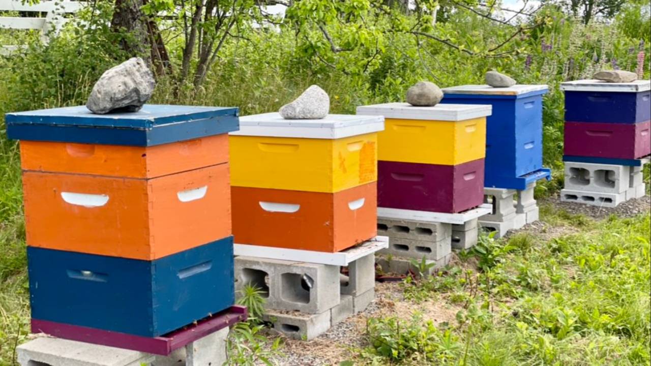 Join us in Beekeeping 24/7 today!