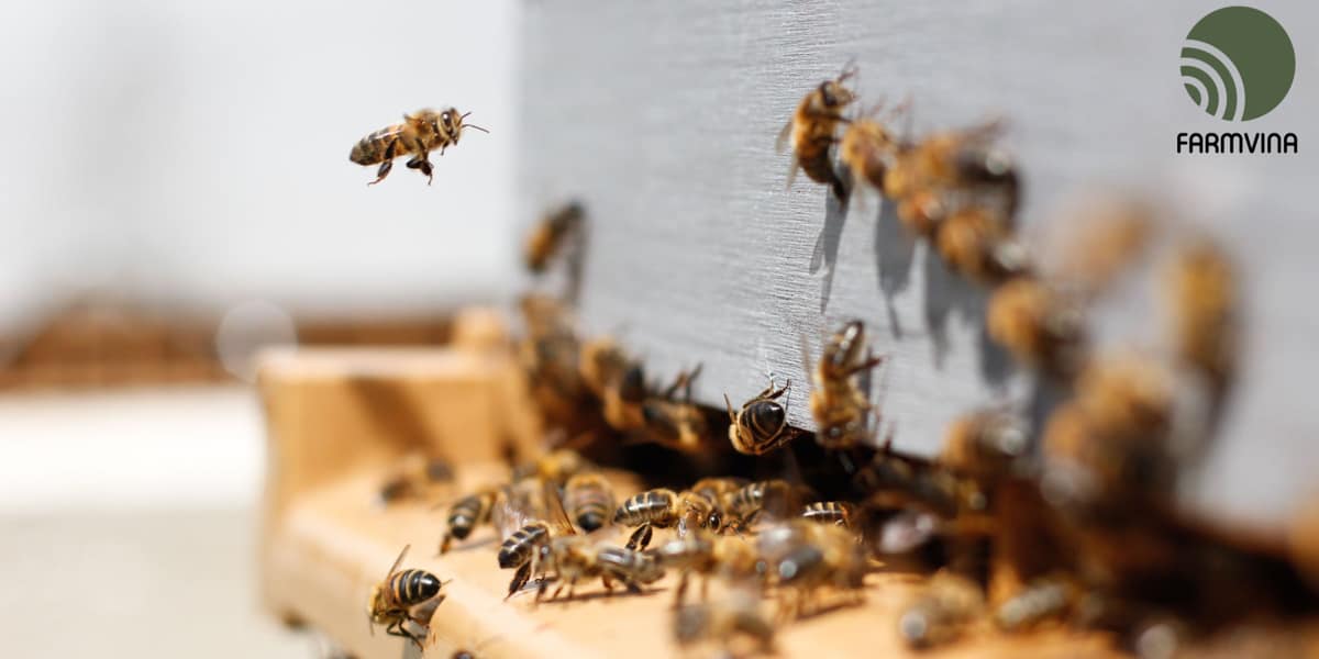 How to Raise Honey Bees: A Beginner's Guide to Beekeeping | Farmvina How to Raise Honey Bees: A Beginner's Guide to Beekeeping | Farmvina