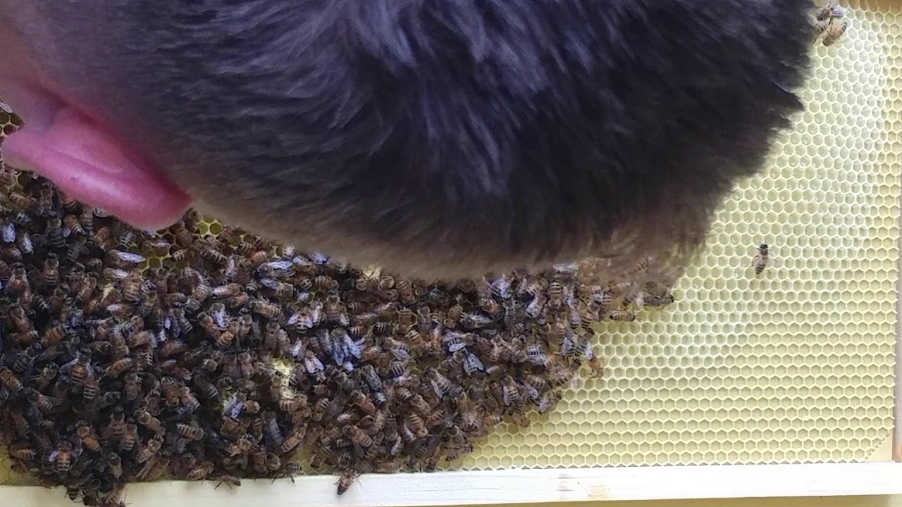 Supersedure Queen Cells - YouTube