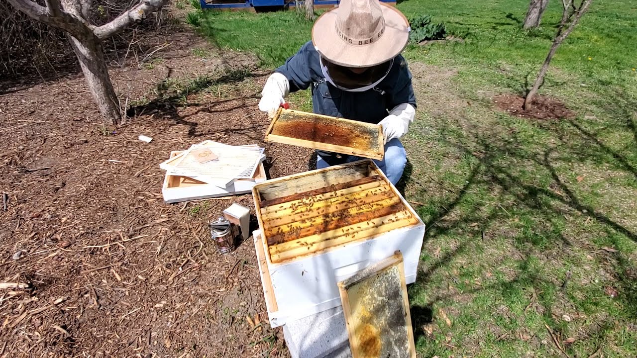 Learn How To Raise Your Own Honey Bees | Westport, CT Patch Learn How To Raise Your Own Honey Bees | Westport, CT Patch