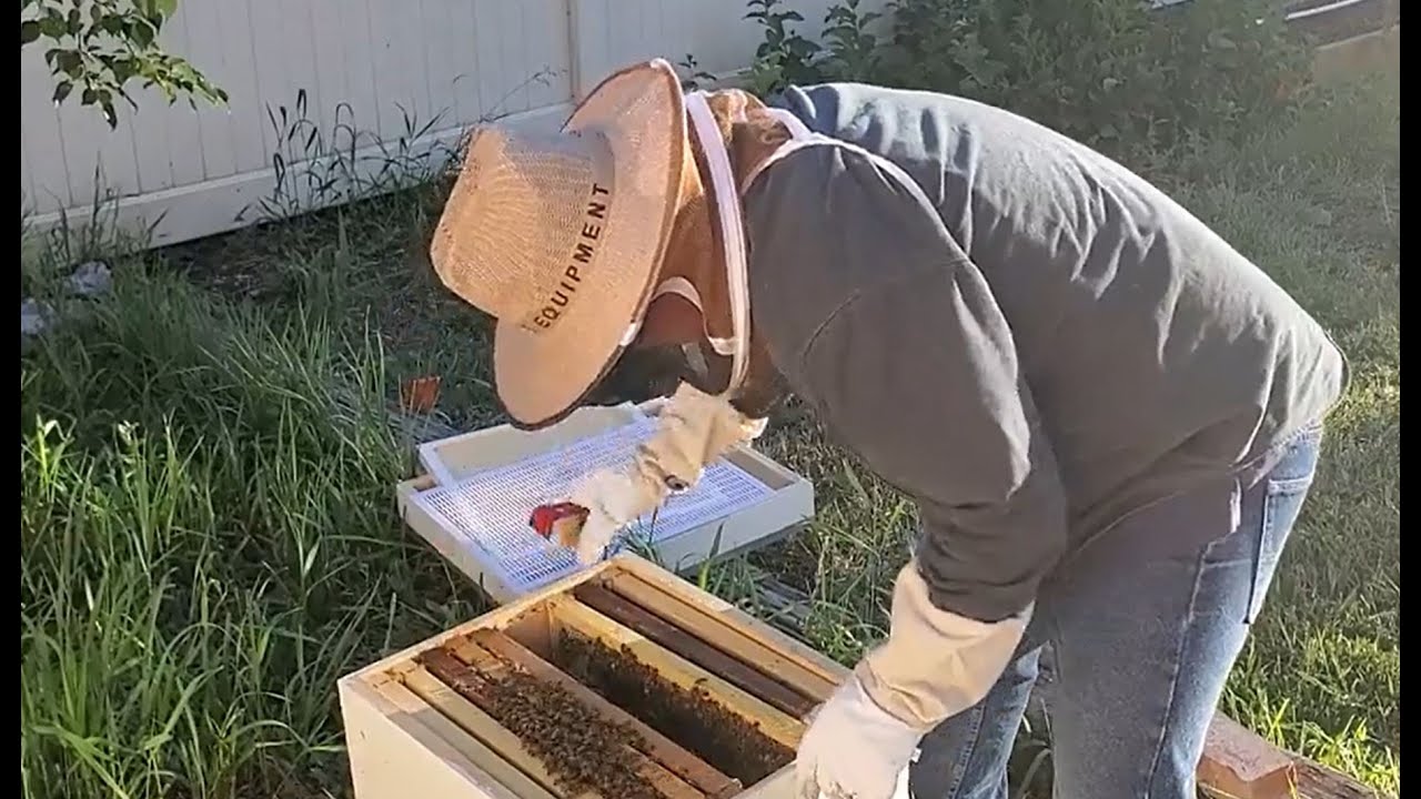 Raising Queen Bees | Dr Chris Vernon Raising Queen Bees | Dr Chris Vernon