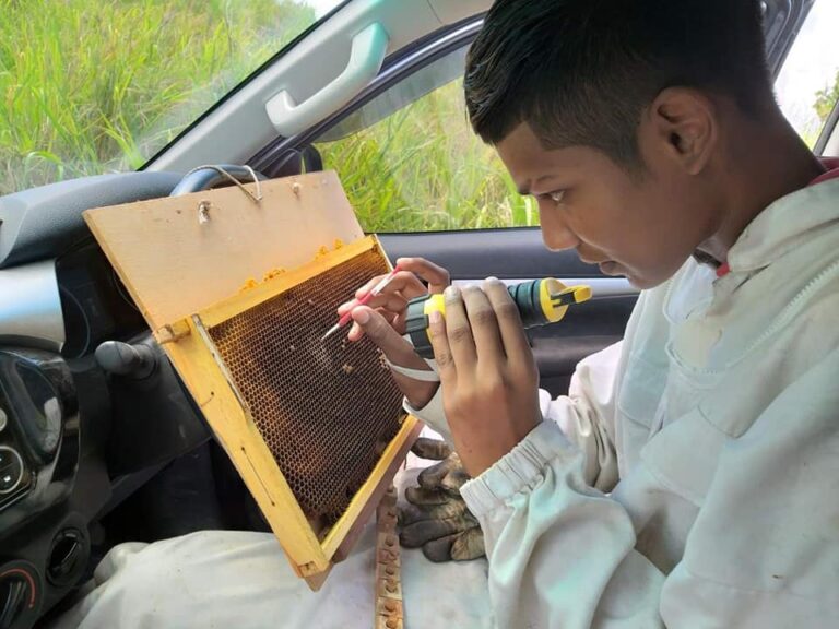 Raising your own queen honey bees is a game-changer – Beekeeping in Fiji Raising your own queen honey bees is a game-changer – Beekeeping in Fiji