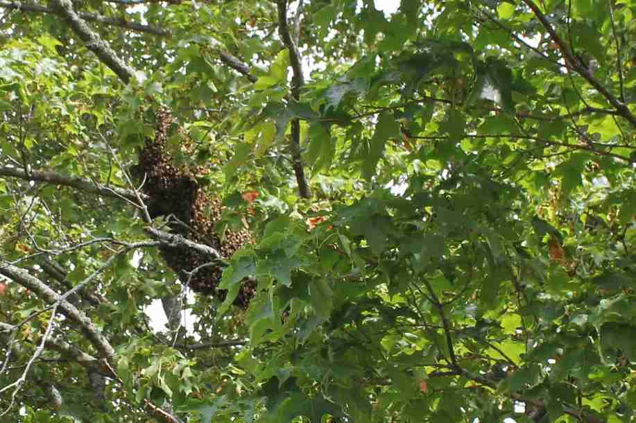 How to catch a bee swarm for beginners - The Old Walsh Farm