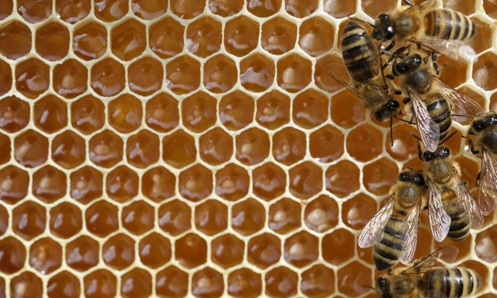 How To Move a Beehive Without Destroying It How To Move a Beehive Without Destroying It