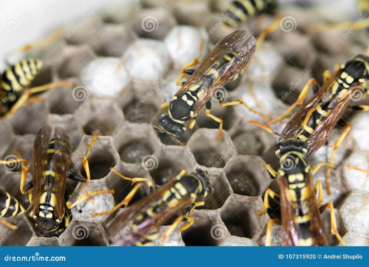 Wasp on hives stock photo. Image of black, striped, summer - 107315920