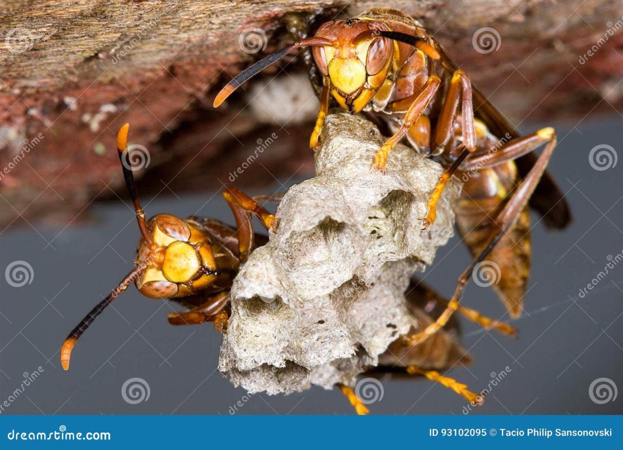 Premium AI Image | A hive of wasps in closeup view