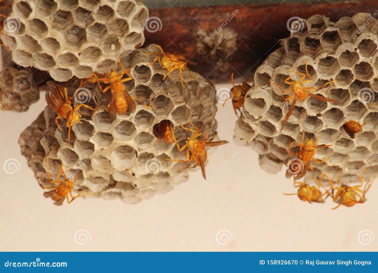 Wasps on the hive. stock photo. Image of pain, hive - 158926670