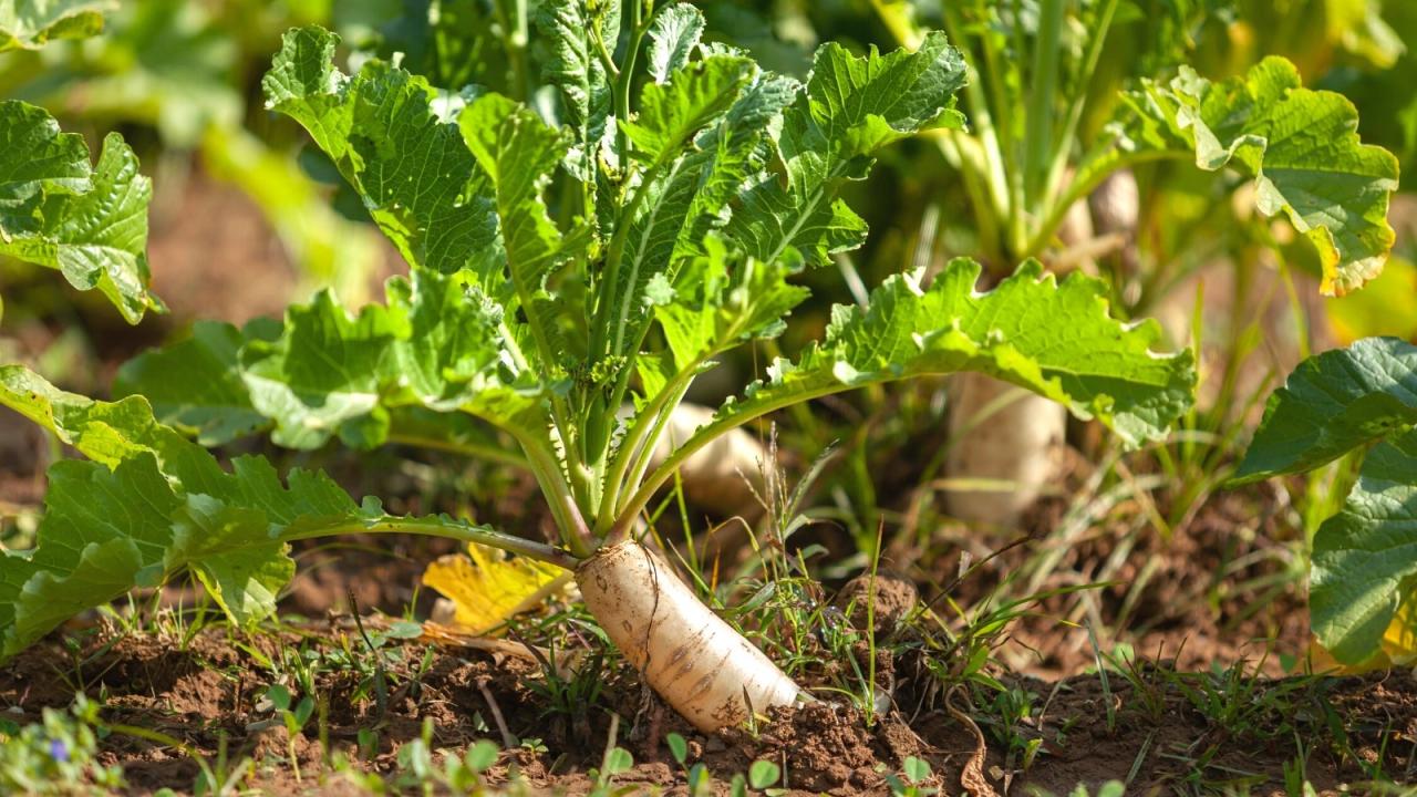 How to harvest honey