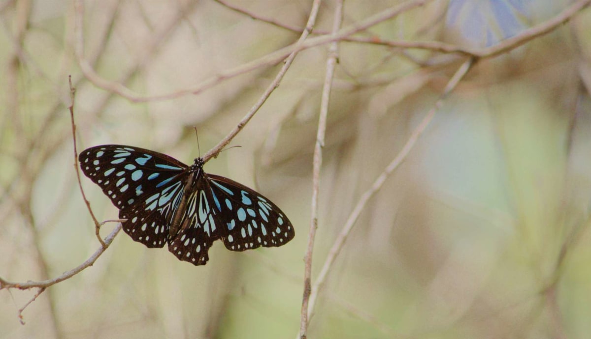 TMNT1: Man Ray Cubee by TheFlyingDachshund on DeviantArt